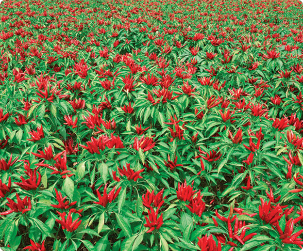 企業(yè)實(shí)力